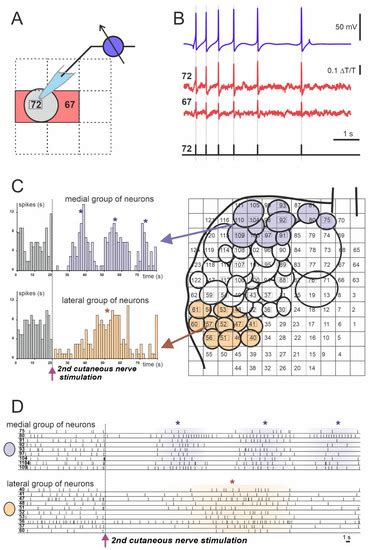 Current Practice in Using Voltage Imaging to Record Fast Neuronal ...