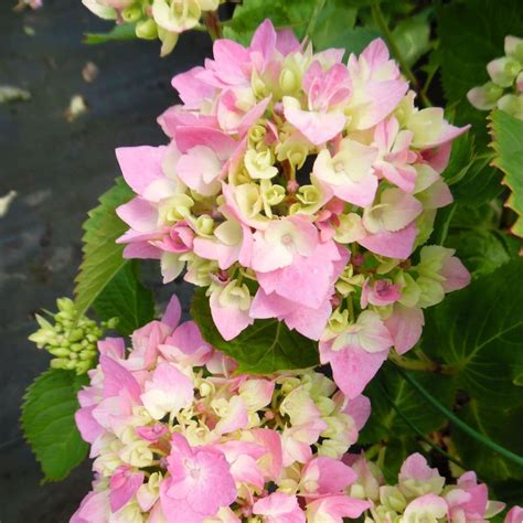 Image result for Lollipop Hydrangea Tree