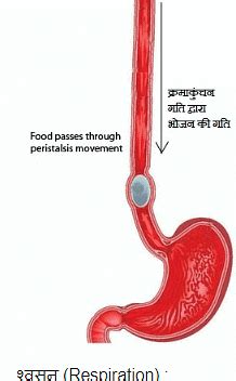 नोट्स, पाठ - 6 जैव प्रक्रम(कक्षा दसंवी) - Class 10 PDF Download