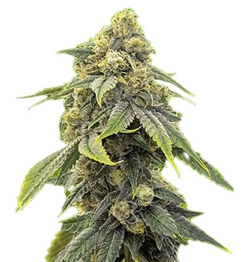 Alien Technology Strain 的图像结果