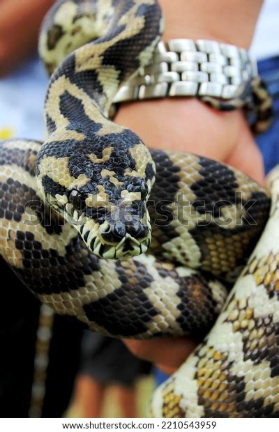 Image result for Carpet Python