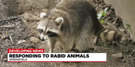 Local leaders discuss response to rabid animals following controversial ...