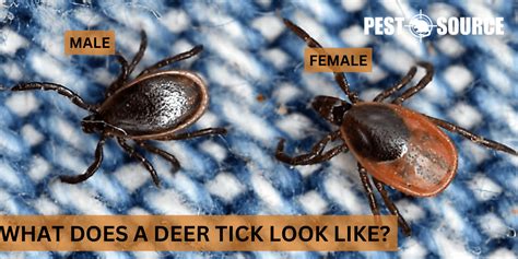 Image result for Embedded Deer Tick