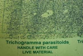 TNAU Agritech Portal :: Crop Protection