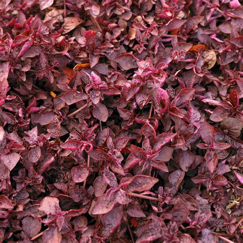 Joseph's Coat | Better Homes & Gardens