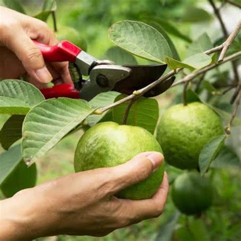 Guava Plants | Guava Tissue Culture | CELGEN Biotech