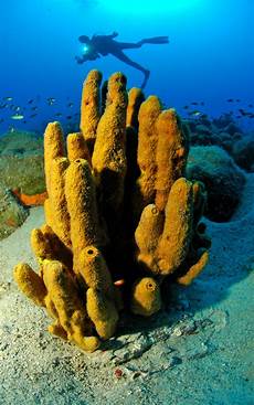 dive courses padi cmas scuba diving courses with aquapro dive center dive courses padi cmas scuba diving courses with aquapro dive center