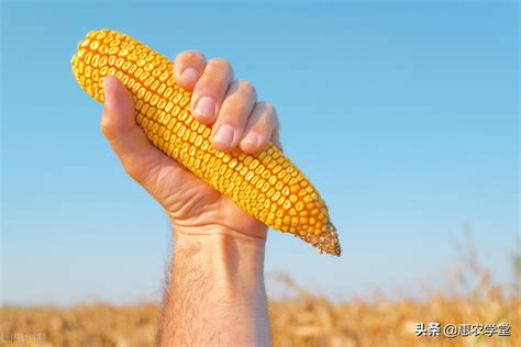 2020新年玉米行情第一涨和价格第一落 - 知乎