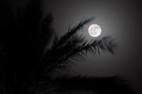 Image result for Idle Python Face Moon