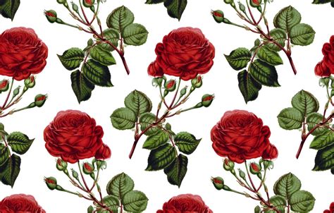 Wallpaper white, background, roses, texture, buds, Roses, Background ...