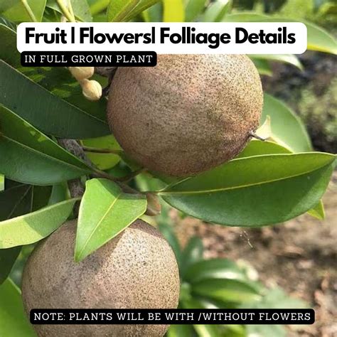 Kalapatti Sapota / Chikoo ( Sapodilla ) Grafted Fruit Live Plant (Home ...