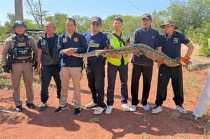 Image result for Giant Python Caught