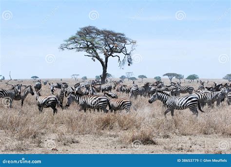 Migration Zebra Dry Grass Savanna Tanzania Stock Image - Image of grass, savanna: 38653779