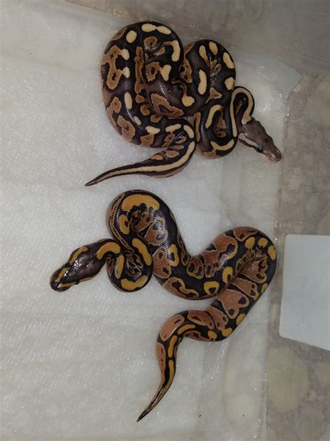 Image result for Ball Python Clutch