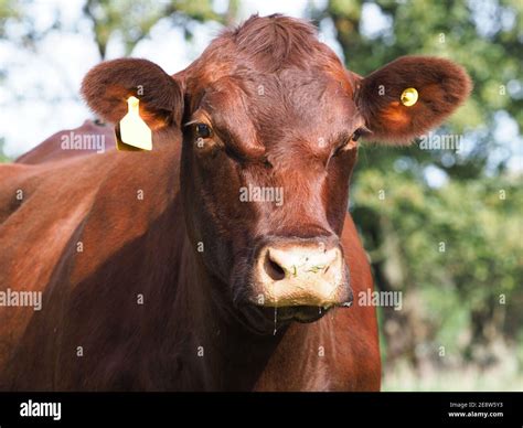 Red poll cow hi-res stock photography and images - Alamy
