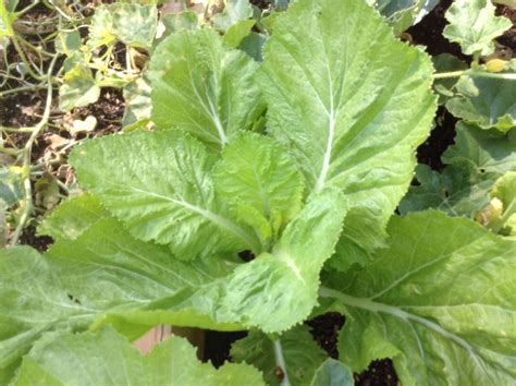Mustard Leaves Plant at Jeremy Sanchez blog