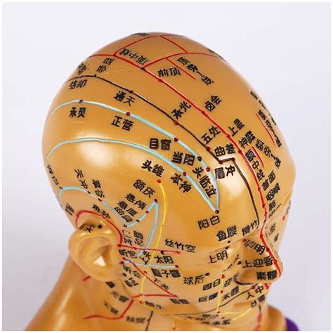 Buy XYXZ Anatomy Models Head Acupuncture Model - Chinese Head ...