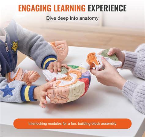 VEVOR Human Brain Anatomy Model with Labels - 9-Part India | Ubuy