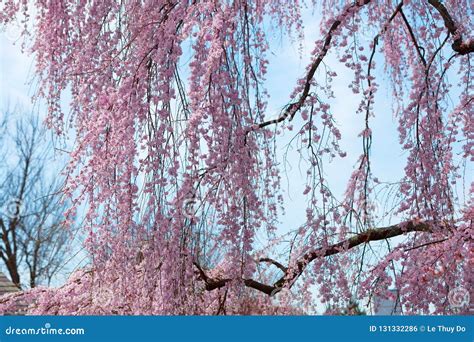 Weeping Yoshino Cherry Blossom Stock Photo - Image of delicate, yoshino ...
