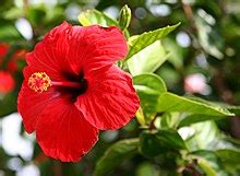 hibiscus - Smart India Students Blog