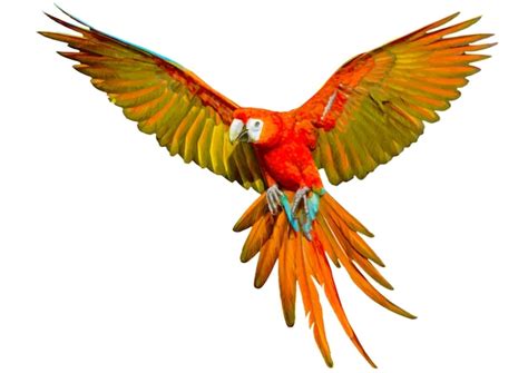 Image result for How to Draw Parrot Flying