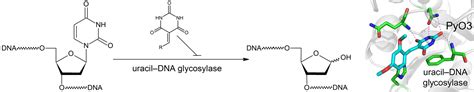 A New Class of Uracil–DNA Glycosylase Inhibitors Active against Human ...