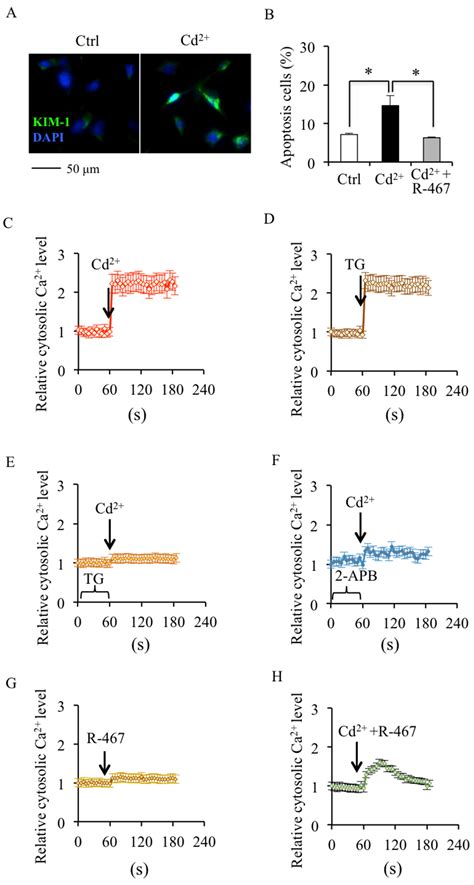 Cadmium Disrupted ER Ca2+ Homeostasis by Inhibiting SERCA2 Expression ...