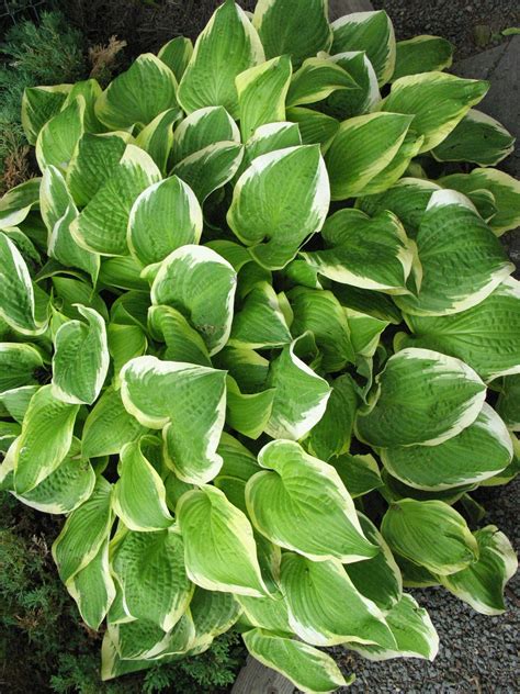 Hostas thriving in full sun