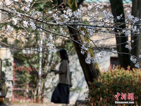 武汉大学樱花初绽 吸引游客观赏-中国吉林网