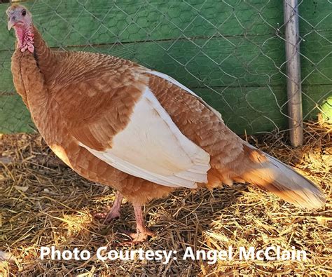 Bourbon Buff - Porter's Rare Heritage Turkeys