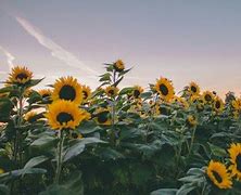 Image result for Sunflower Zoom Background