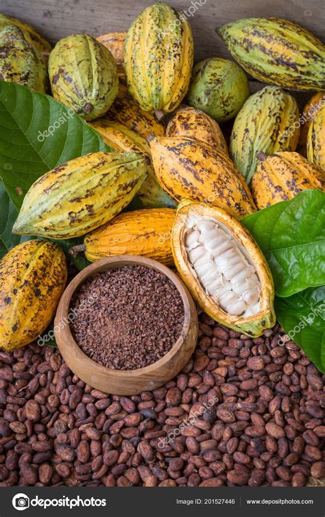 Ripe Cocoa Pod Nibs Cocoa Beans Setup Background Stock Photo by ...