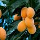 Maparang Fruit Plants (Bouea Macrophylla) – veliyathgardens