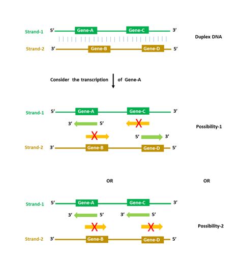 The Sensory Strands at Richard Harvey blog