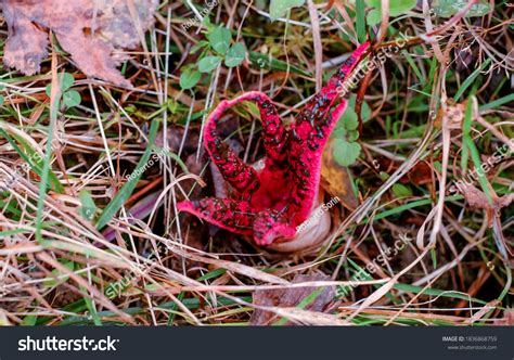 Clathrus Archeri Known Octopus Stinkhorn Mushroom Stock Photo ...