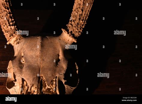 Image result for Exploding Deer Skull