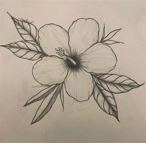 Hibiscus Drawing - Easy Flower Sketch