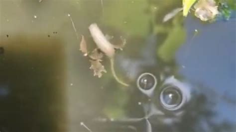 Bizarre rat-tailed creature lurking in murky water leaves internet ...