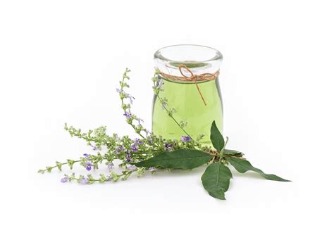 INGREDIENTS IN DEPTH - NIRGUNDI OIL
