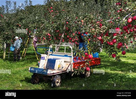 Apple Computer Work Scene 的图像结果