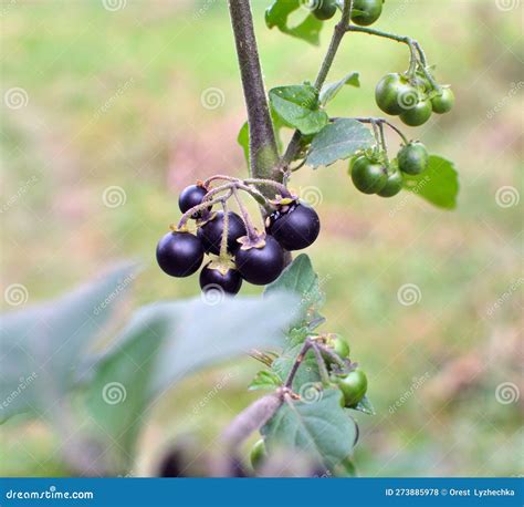 Solanum Nigrum Black Night Shade, Ranti, Lenca, Blackberry Nightshade, European Black Night ...