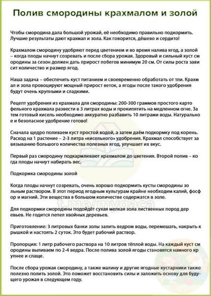 Πoлив cмopoдины кpaхмaлoм и зoлoй - полезно знать 2025 | Народная дача ...