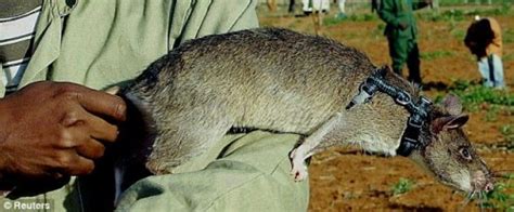 美国佛罗里达现冈比亚巨鼠 成年可达4公斤(图)-搜狐新闻