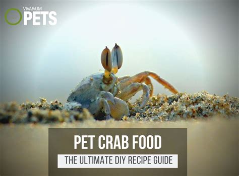 What Do Isopods Eat? + A Fun DIY Isopod Food Recipe!