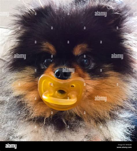 Dog with pacifier Stock Photo - Alamy