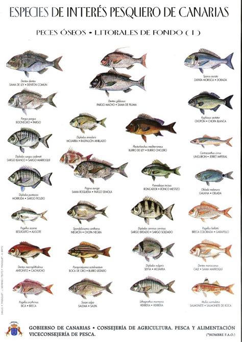 Fish illustration, Ocean animals, Types of fish