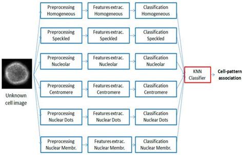 An Automatic HEp-2 Specimen Analysis System Based on an Active Contours ...
