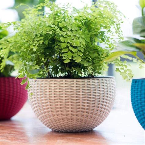 3297 Plastic Hanging Flower Pot with Chain Plant Container Set – Amd-Deodap