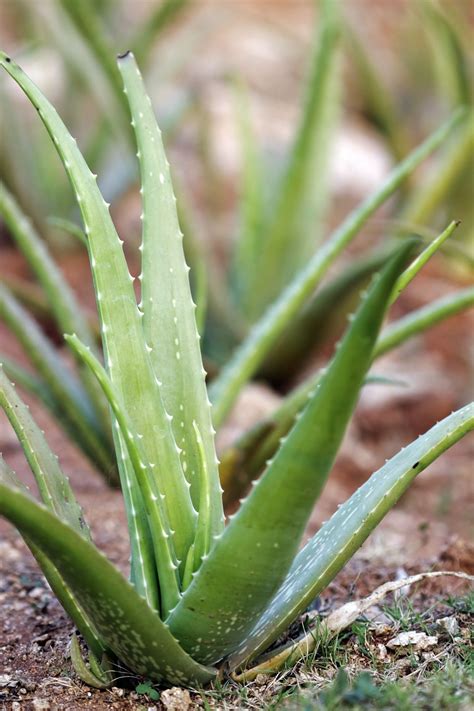 Aloe Plant 的图像结果