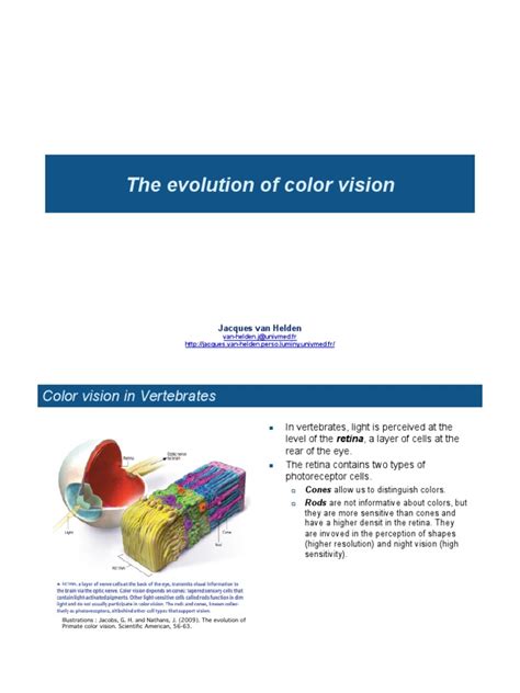 The Evolution of Color Vision in Vertebrates | PDF | Color | Visual System